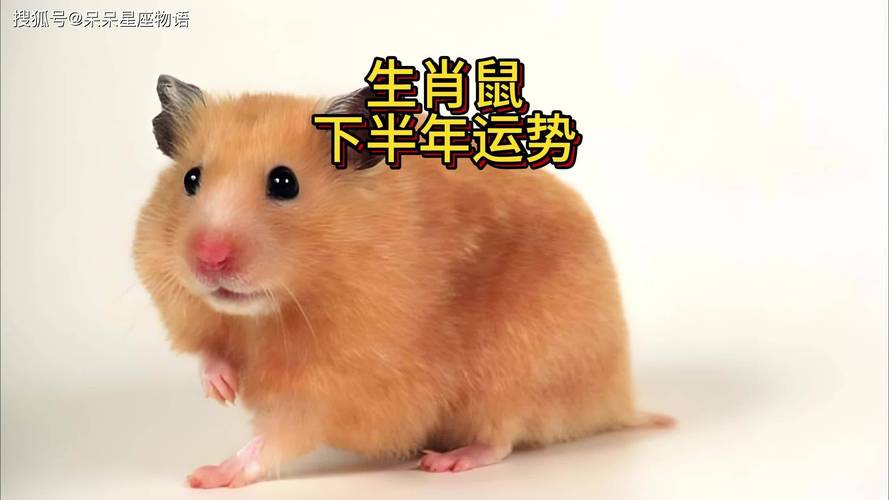 下半年生肖转运大揭秘：鼠牛虎龙机遇分析