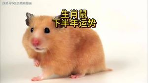 下半年生肖转运大揭秘：鼠牛虎龙机遇分析