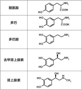 揭秘生理性喜欢：多巴胺与肾上腺素的秘密