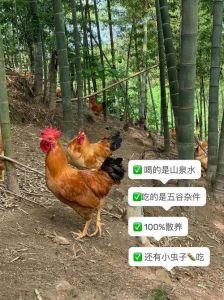 风水传说验证：鸡蛋埋地一年新鲜之谜