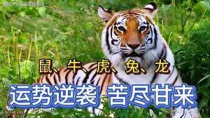 11月生肖运势大逆袭：鼠龙羊虎财富翻倍，新起点在望！
