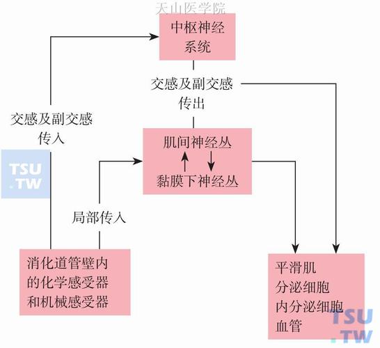 联想定义解析：正确与错误的神经机制认知
