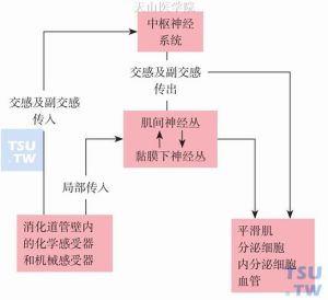 联想定义解析：正确与错误的神经机制认知