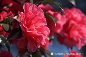 2024鼠蛇猪财运爆发：智慧勤劳，事业腾飞！