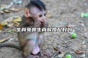 属猴属兔欢喜冤家：互补挑战与婚姻智慧
