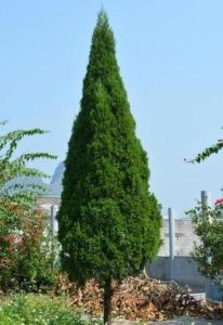 中国传统风水：树木种植的吉凶影响与建议
