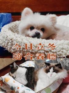 立冬生肖狗转运：情绪缓和，健康改善！