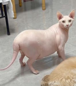 十二生肖误解揭秘：马鸡猪的真诚心声