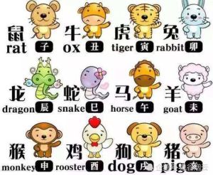 十二生肖揭秘：马鸡猪热情背后的误解与包容