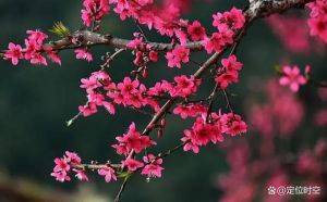 11月7日，四大星座桃花盛开，浪漫邂逅时！