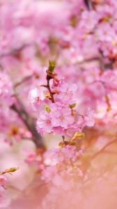 11.9桃花盛开：四大星座爱情机遇大揭秘！