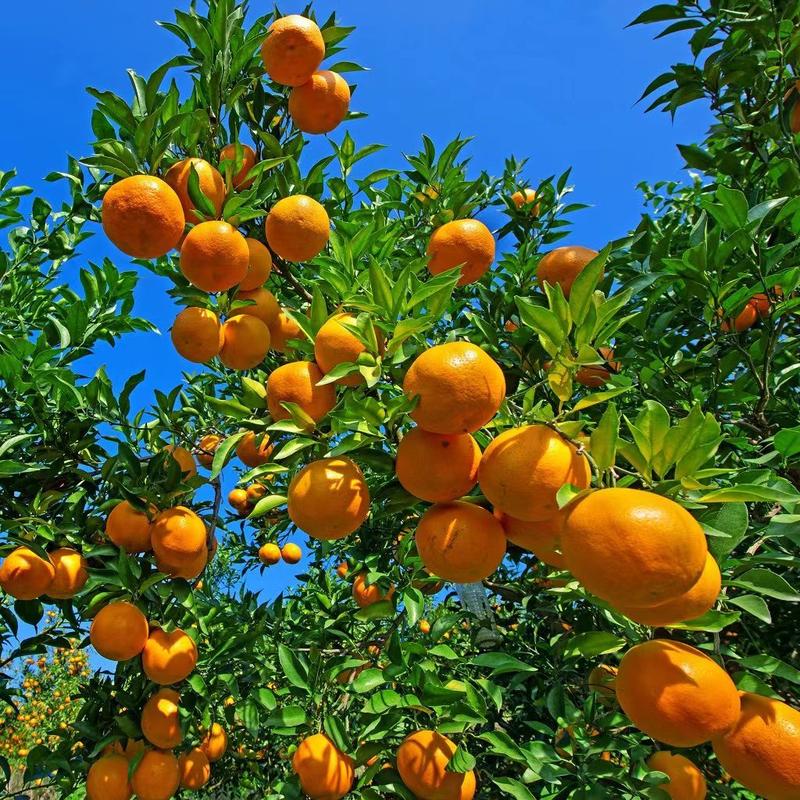 属鼠龙金牛狮子桃花财运旺，抓住时机迎丰收