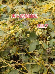 生肖星座运势解析：鼠龙兔狮子好运揭秘