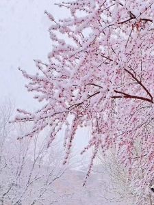冬季桃花开：四大星座寻爱智慧之旅
