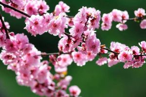 秋季转冬，四大星座桃花盛开，把握爱情机遇！