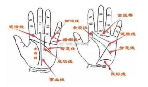 手相学揭秘：事业线解析职业发展奥秘