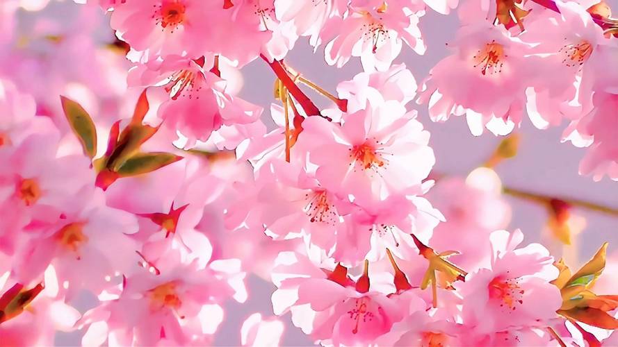 11月四大星座桃花旺盛，把握时机迎幸福！