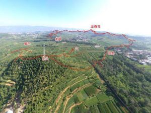 生肖运势变化解析：鼠旺龙升蛇波马考