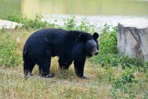 生肖运势大揭秘：鼠龙猪狮子好运来袭，把握时机赢幸福！