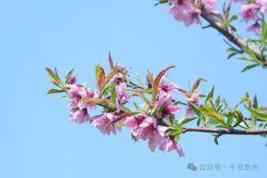 12月桃花盛：兔马狗生肖浪漫邂逅季