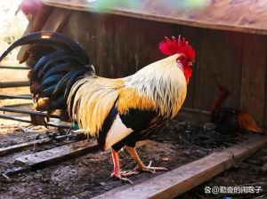 四大生肖：平和安宁的生活智慧
