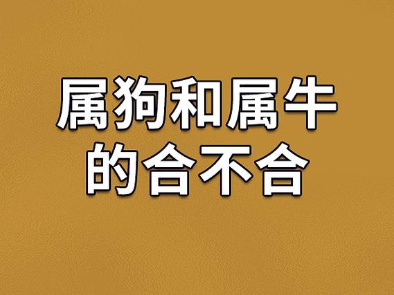 生肖牛狗兔：忠诚之星的爱情坚守观