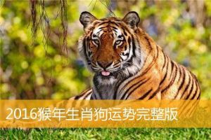 11月生肖运势：鼠龙丰收，猴猪稳定，幸福财富双至