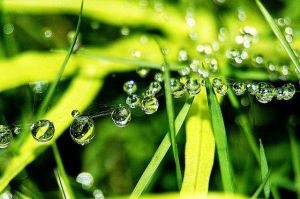 生肖猪兔羊撒娇秘诀：如何赢得人际宠爱？