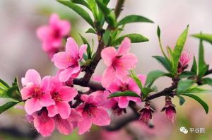 四大星座桃花盛：主动真诚，幸福相随！
