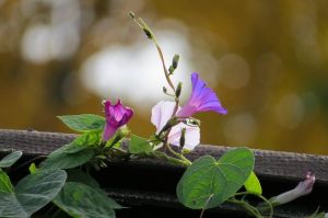 2025生肖虎龙蛇猴事业耀眼光芒，情感与梦想并重