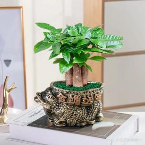 风水财位植物：提升财运的吉祥绿植推荐