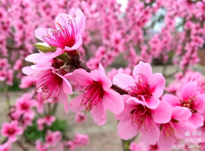 12月桃花盛开的属兔蛇羊猪爱情运势