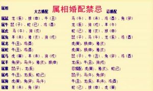生肖爱情大揭秘：虎马狗的深情与理智平衡