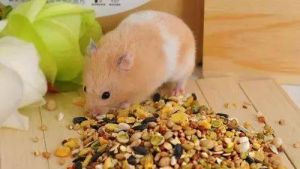 生肖解析：鼠牛虎兔爱情财运事业特点