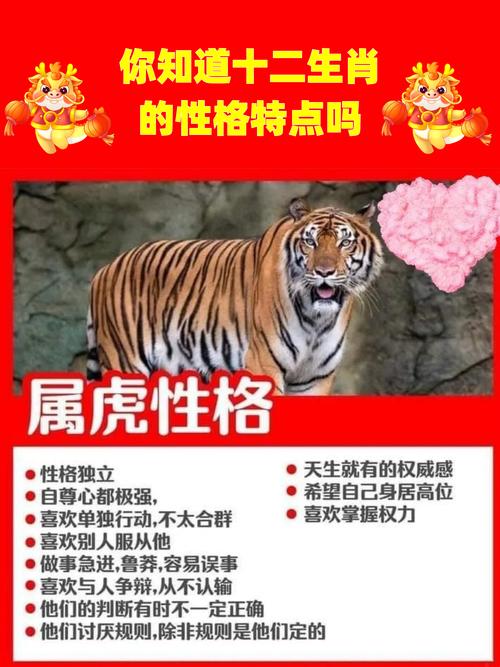 生肖虎性格运势解析：凌晨至晚上特点一览