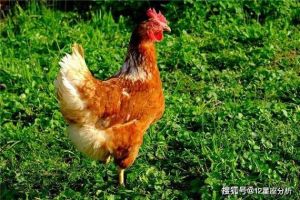 一点出生：刚强正义，创业旺，与属鸡最合拍！