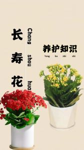 植物象征与好运：解读长寿谦逊之美