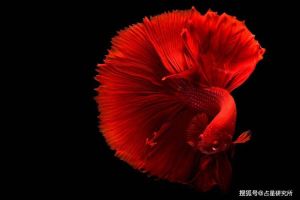 生肖鼠龙狮天蝎13天职场黄金期：把握机遇，共迎事业高峰