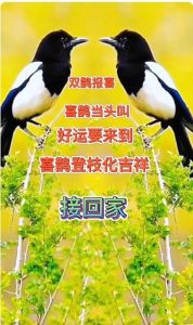 11月喜鹊报喜：鼠牛虎兔运势提升，注意心态调整！