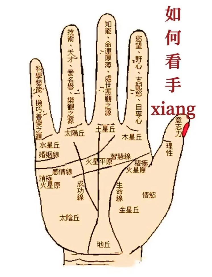 掌纹与命运：玄学传说与科学真相揭秘