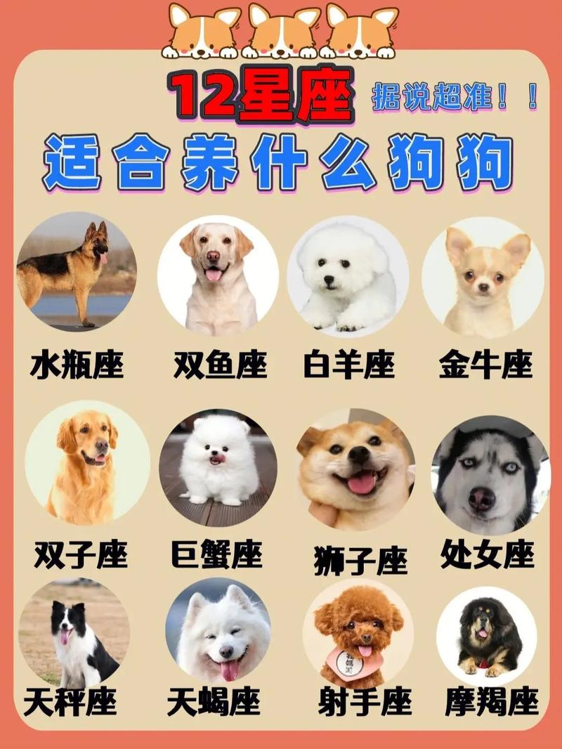 星座配犬种：趣味宠物选择指南