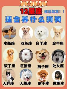 星座配犬种：趣味宠物选择指南