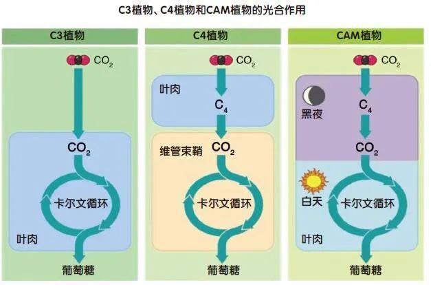 四组概念对比：植物繁殖人类能力条件关系逻辑解析