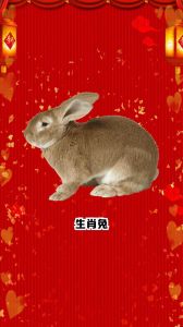三大生肖之恋：兔龙猪，真爱相伴