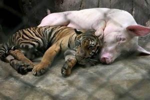 四大低调高手的星座：扮猪吃老虎的秘密