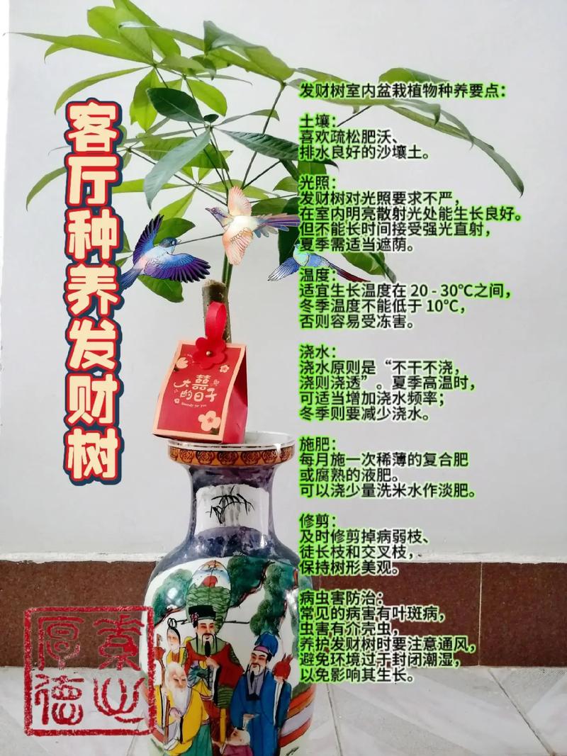 养财植物养护指南：发财树吸财树等五大好运植物