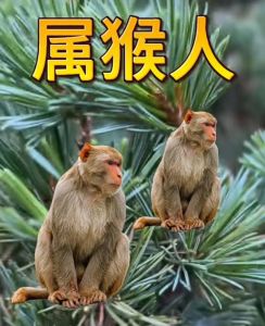 生肖猴弱点解析与成长之路