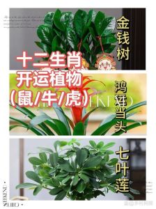 12月13日起，鼠牛虎大旺，财运事业双丰收！