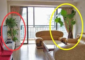 家居风水细节：植物摆放与矛盾避免