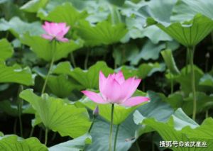 12月运势：兔蛇马鸡桃花旺，社交事业双丰收！